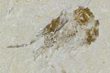 Two Cretaceous Fossil Shrimp Plate - Lebanon #107657-1